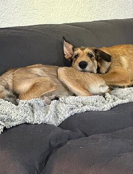 Berger de Picard Welpe - Furth