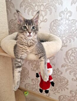 Maine Coon Mädchen zum Abgabebereit - Liebenau (Niedersachsen)