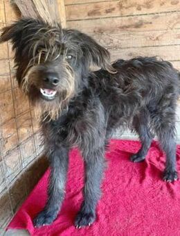 ❤️ superlieber Familienhund TIMO ❤️ - Mamming