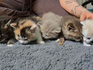 BKH Kitten - Brandis