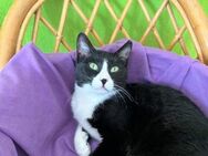 Seledka FIV+ - kuschlig und verspielt - Kirchheim (München)