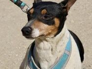 Prince, offen, freundlich, zutraulich - Westerholt