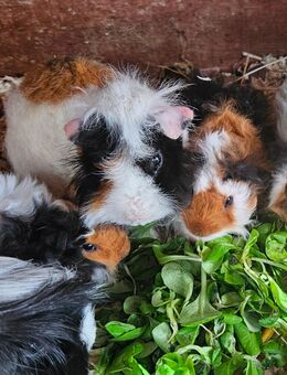 Meerschweinchen Lunkarya Babys - Mosbach