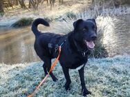 Monty, Lakritznase sucht ♥️ - Sindelfingen