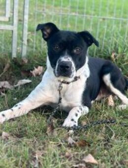 Athos ❤️ - Burgsinn