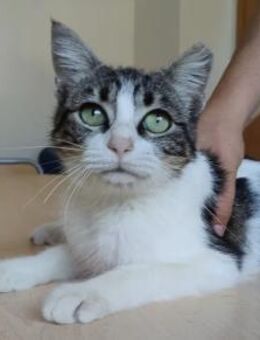 Balsa - super lieb, dankbar & verschmust - Wilhelmsfeld