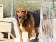 Perla Mix Hündin 7,5 Jahre alt in GR - Reutlingen