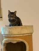 Katze getigert in 81825