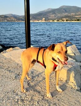 Bingo-agil, verschmust und verspielt - Haan