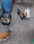 Hahn / Hähne in 29331