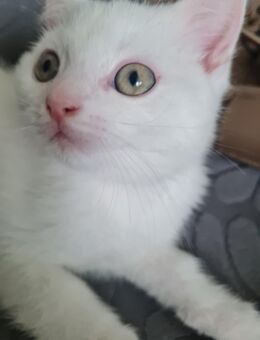 Bkh Kitten suchen ein fürimmer Zuhause - Dortmund