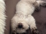 Ragdoll Kitten - Harsefeld
