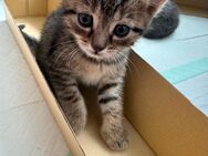 Zwei süße Katzenbabys suchen ab dem 27.08.2025 ein liebevolles Zuhause🐾 - Hanau (Brüder-Grimm-Stadt) Großauheim