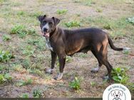 Lady: Ein Hund zum Verlieben - Kirchzell