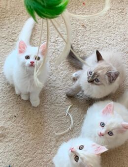 Wunderschöne Türkisch Angora Kitten mit Neva Masquarade - Ragdoll Mix - Filderstadt