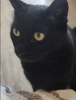 Einzelprinz Blacky in 86154 Augsburg - Esslingen (Neckar)