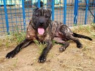 SID ❤️verspielter Hundejunge mit großem❤ - Kissing