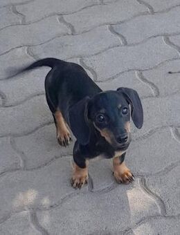 Janka 4 Monate Dackelbaby - Kassel