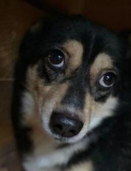 Lieber, kleiner Funky sucht dringend - Kallmünz