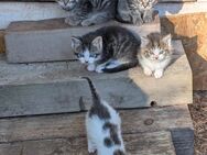Kleine Katzenkinder - Erfurt