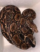 Boa Imperator het Anery 0.1 zur Abgabe in 64572