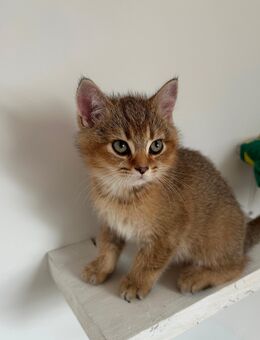 Bkh Kitten 3 Monate - Kreuztal