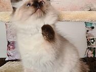 Sehr schöne typvolle Neva Masquarade Katze mit Stammbaum - Karstädt (Brandenburg)