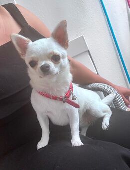 Mini toy Chihuahua - Kamen