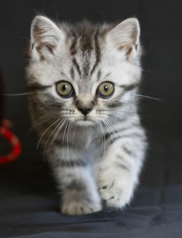 BKH Silvertabby Kitten Britisch Kurzhaar Kitten - Tittmoning