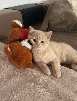 Wunderschöner, verschmuster Kater sucht ein liebevolles Zuhause - Düsseldorf