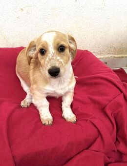 Toni Kokonimix Rüde 4 Monate alt in GR - Reutlingen