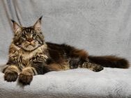 Maine-Coon Kater mit Stammbaum Fife - Mammendorf