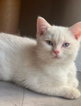 BKH Katerchen weiß pointed - Buchholz (Nordheide) Zentrum