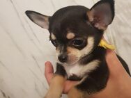 Chihuahua Welpe - Celle