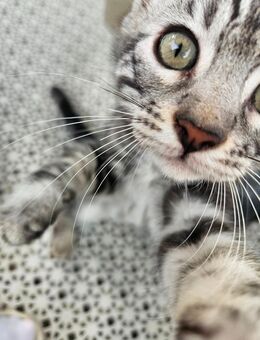 Bengal Mainecoon Mix Kitten - Berlin