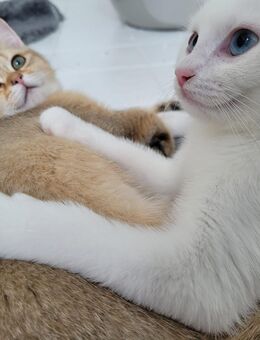 BKH Kitten zum Verkauf - Herford (Hansestadt)