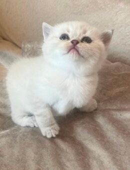 Bkh-Kitten Silver Point - Leer (Ostfriesland)