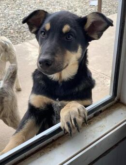 Mila sucht ihr Glück - Celle