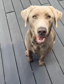 Labrador Rüde - Delligsen