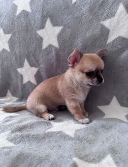 Wunderschöner, Bildschöner Chihuahua reinrassig - Krefeld