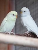 Junge Wellensittiche. in 41812