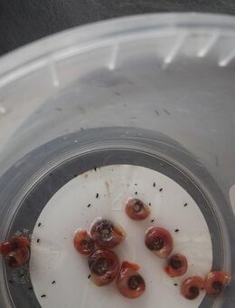 Posthornschnecken rosa 40 Stück - diverse Größen - Köln