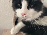 Xxl mainecoon - Marburg