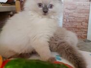 Ragdoll Kater Ragdoll Baby Katze - Essen