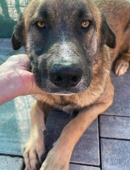 ODIN - liebenswerter Traumhund - Velbert