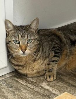 Amira sucht ihre Herzensmenschen! - Waakirchen