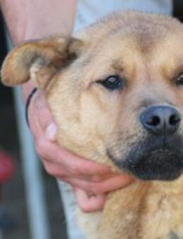 Tiana - sehr kinderlieb u. zutraulich - Lohra