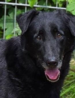 KARAM sucht Familienanschluss - Gefrees