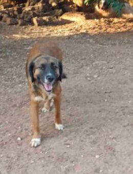 Choco sucht liebevolles Zuhause - Kropp