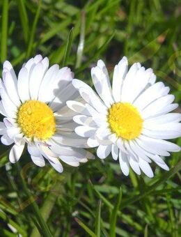 Gänseblümchen Samen weiß Gaenseblume Gänse Blümchen Rasen Wiese Zierblume Futterpflanze für Kleintiere Wiesenblume für Garten und Balkon wildflower garden Gartengestaltung Geschenk flower present Sonne Gänse SWR Vatertag Blumenwiese - Pfedelbach